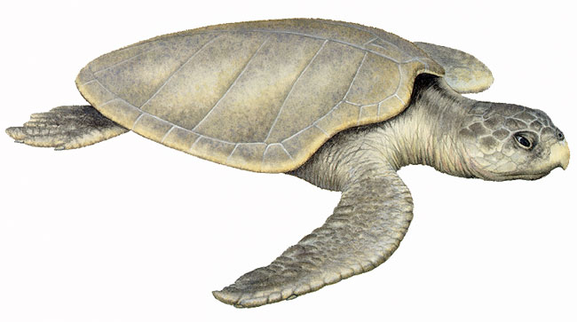 Kemp's (Atlantic) ridley marine turtle