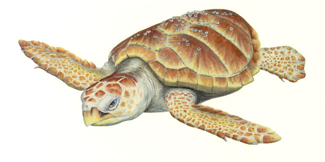 Loggerhead marine turtle
