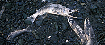 Dead male salmon