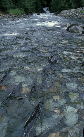 Salmon starting upstream
