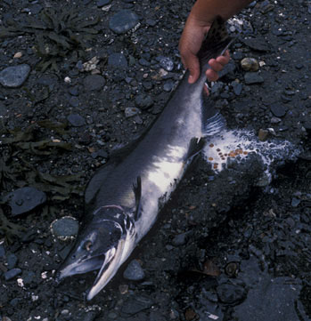 White salmon milt