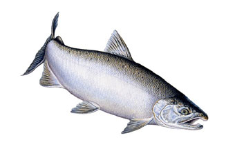 Coho Salmon, saltwater form