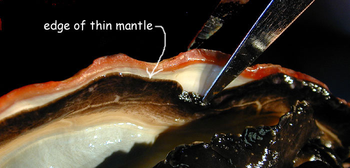 Abalone mantle pushed aside by forceps