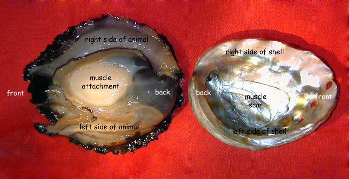 Abalone body removed from shell