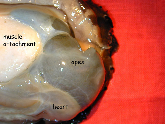 Abalone apex is at the back of the body, opposite the head