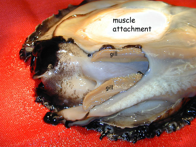 Abalone gills