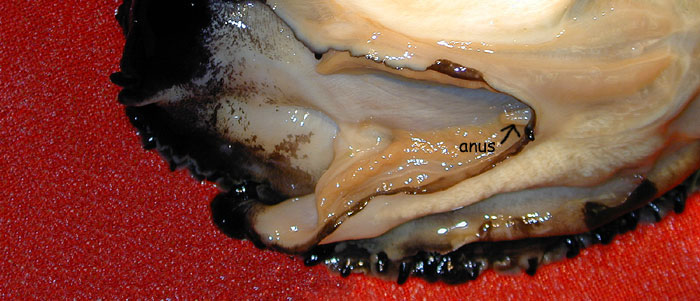 Abalone anus