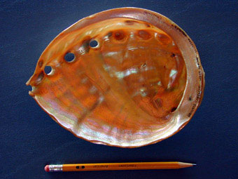 White abalone inside shell