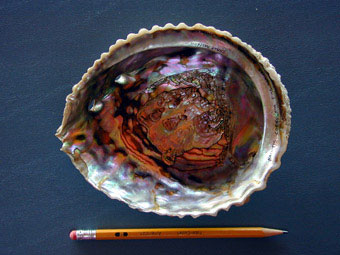 Pink abalone inside shell
