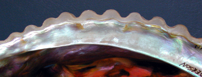 Pink abalone shell margin