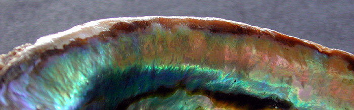 Green abalone shell margin