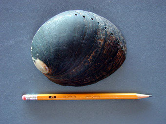 Black abalone outside shell