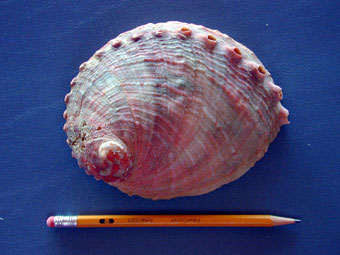 Pinto abalone, southern form, outside shell