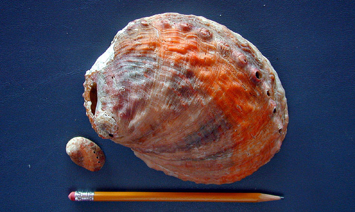 Threaded abalone shells showing rare orange genetic band