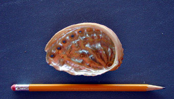 Pinto abalone, northern form, inside shell