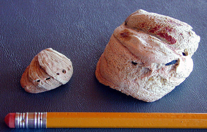 Two shells from a mariculture farm infested with the invasive sabellid worm