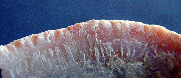 Inside the edge of a shell infested by the sabellid worm