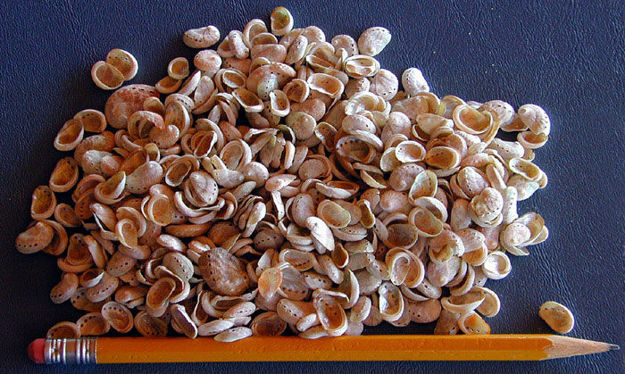 Abalone seed shells from early mariculture