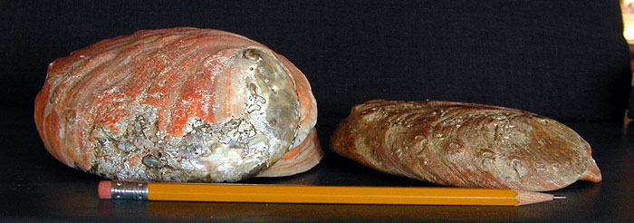 Rounded and flat abalone shells