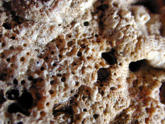 Boring sponge, <i>Cliona</i>, may weaken the abalone shell