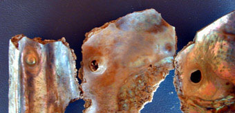 Boring date mussel, <i>Lithophaga</i> blisters inside abalone shell pieces