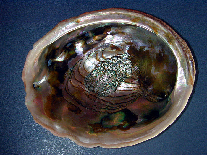 Abalone shell inside