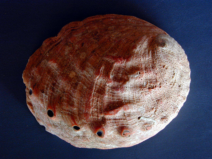 Abalone shell outside