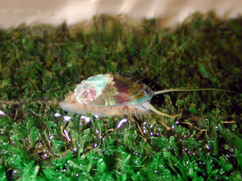 Half inch abalone on artificial turf
