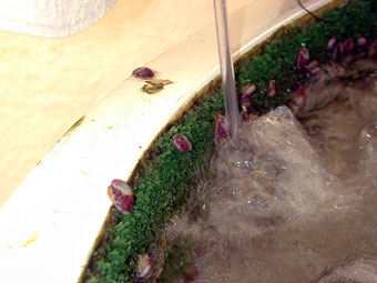 Artificial turf along edge of indoor culture tanks