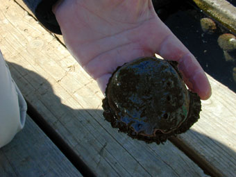 Abalone ready to be harvested