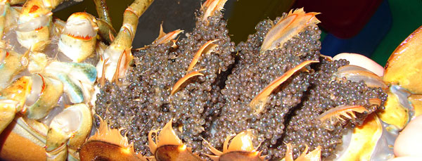 Eggs under female lobster's abdomen