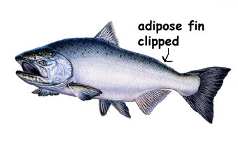 Tagged Chinook Salmon