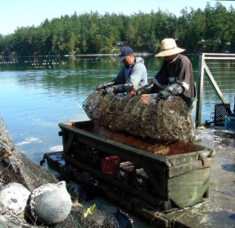 Harvesting the oysters