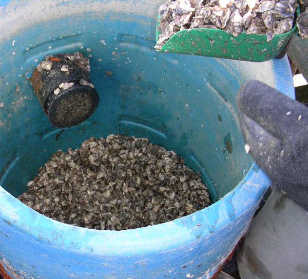 Barrel for oyster spat