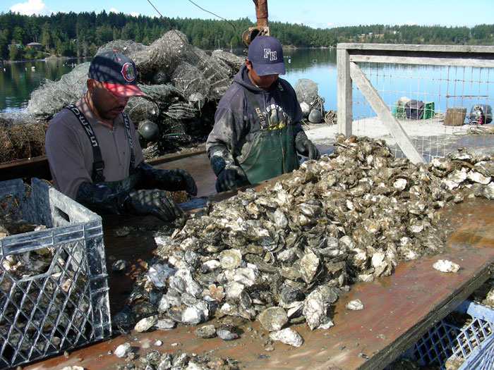 Sorting the oysters