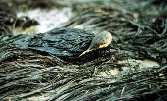 Oiled bird on shoreline during 1969 Santa Barbara oil spill