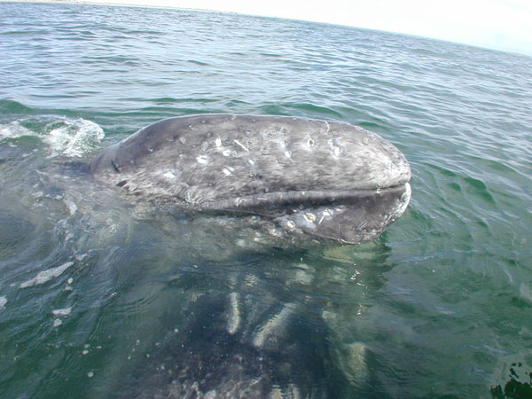 Gray whale mother and calf