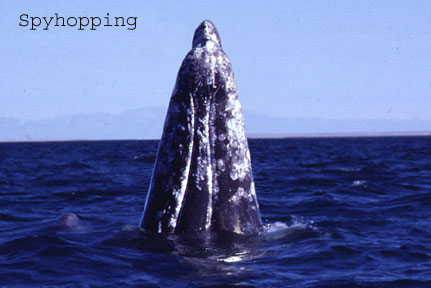 Spyhopping gray whale