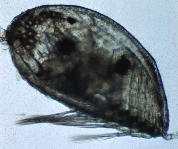 Gray whale barnacle cyprid larva