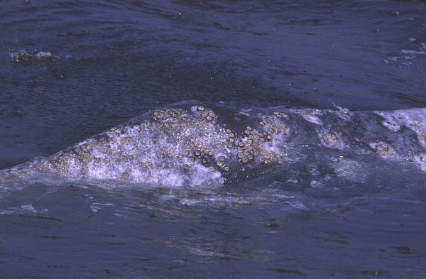 Whale barnacles and lice on back of a gray whale