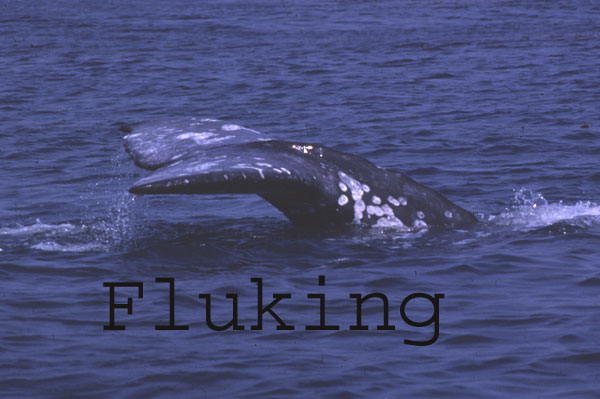 Fluking gray whale