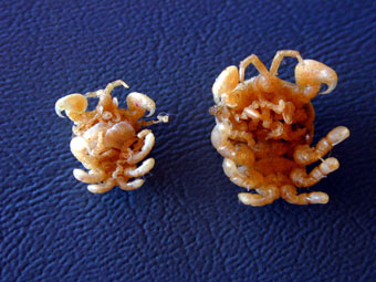 Gray whale lice, female on left, male on right